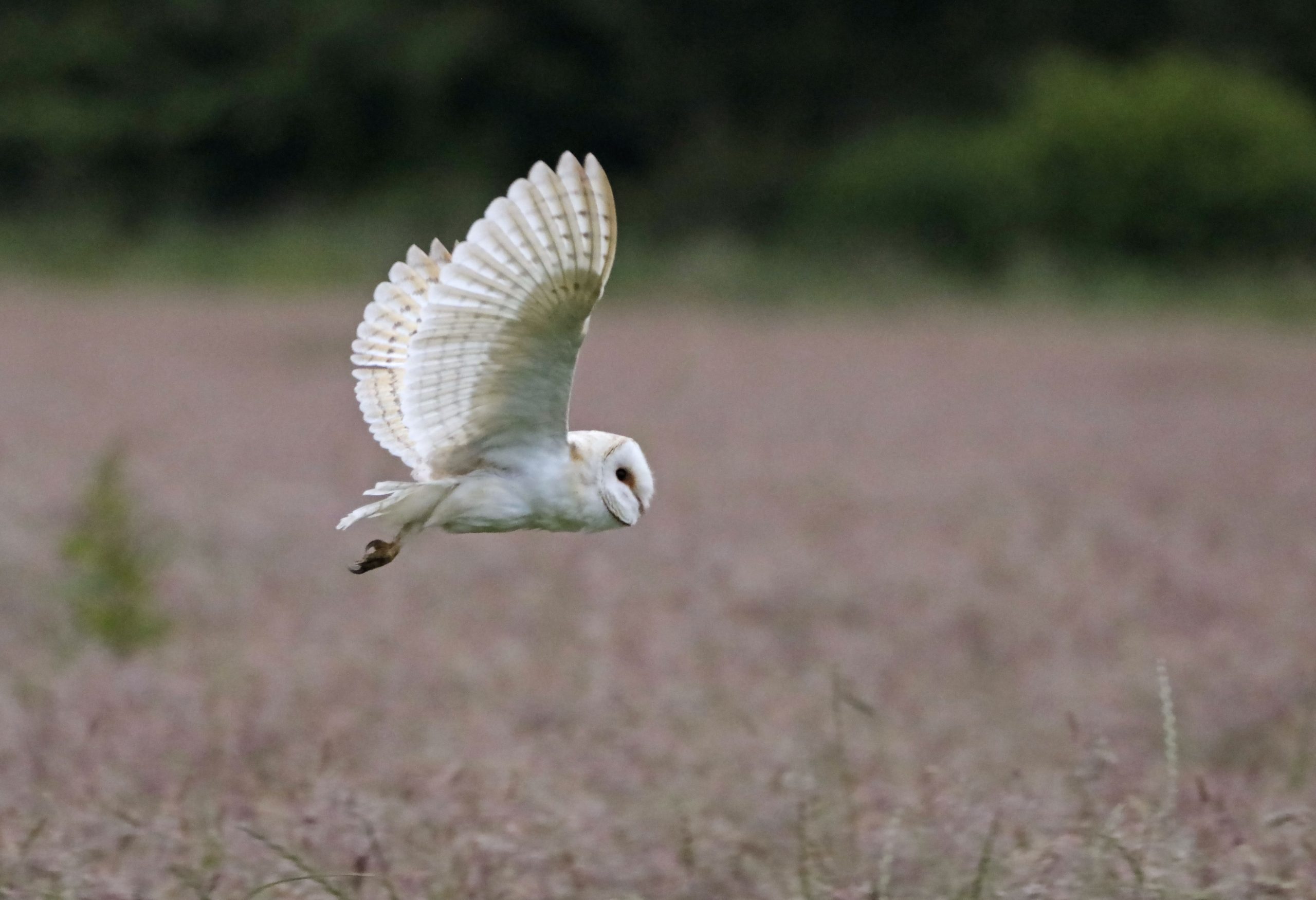 Barn Owl