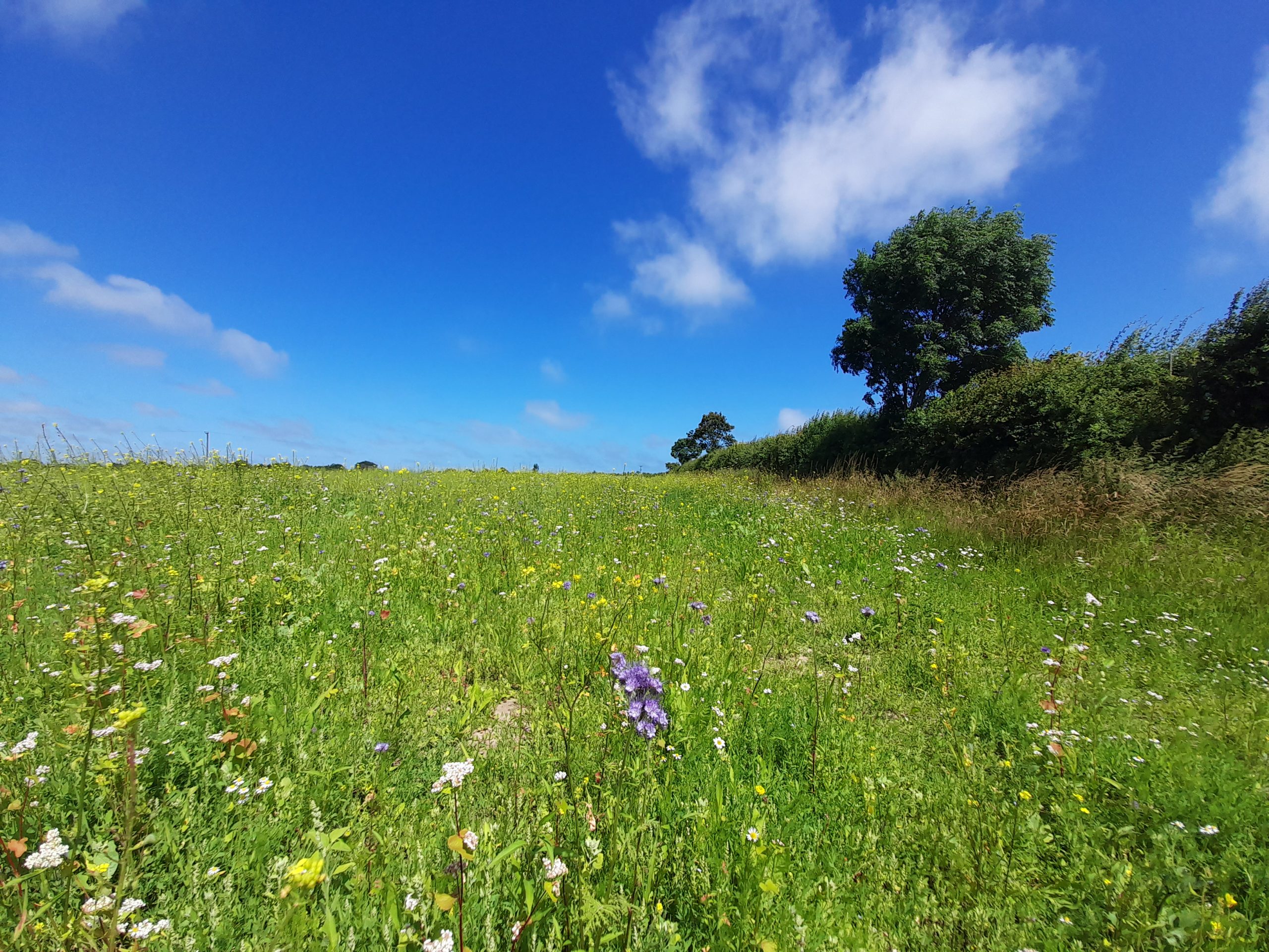 Wild meadow